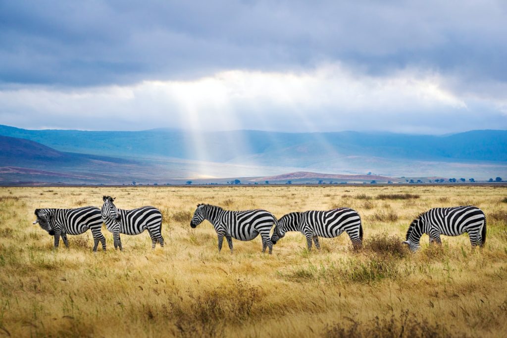 safari Tanzanie